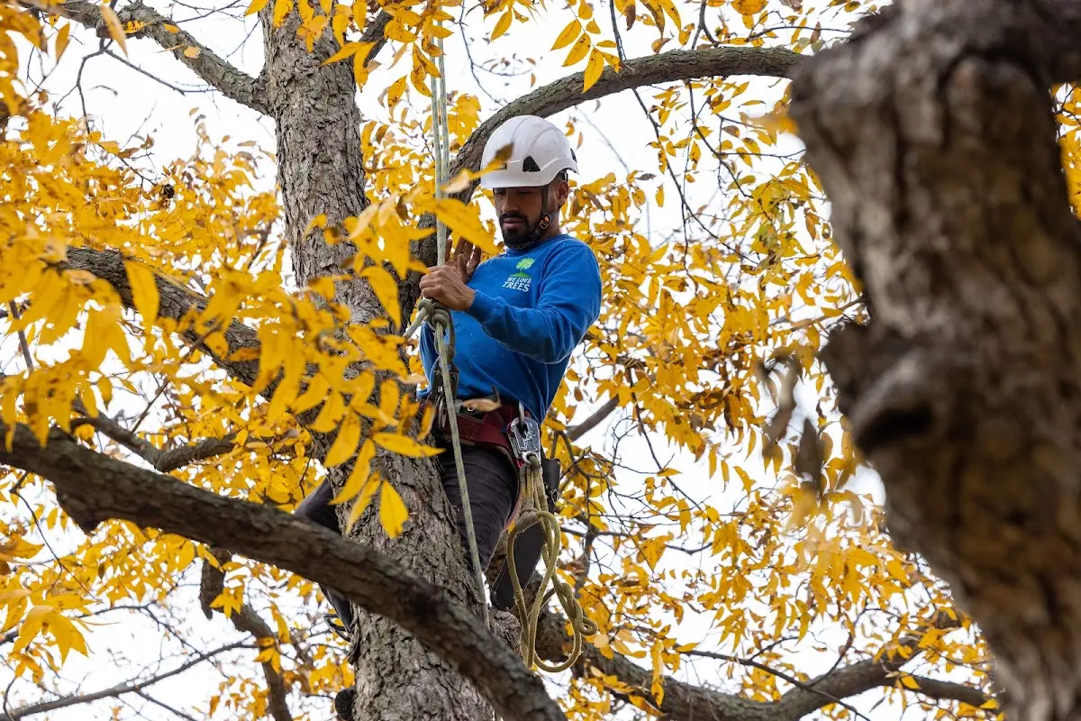 Skilled Tree Trimming crew working in Centerville