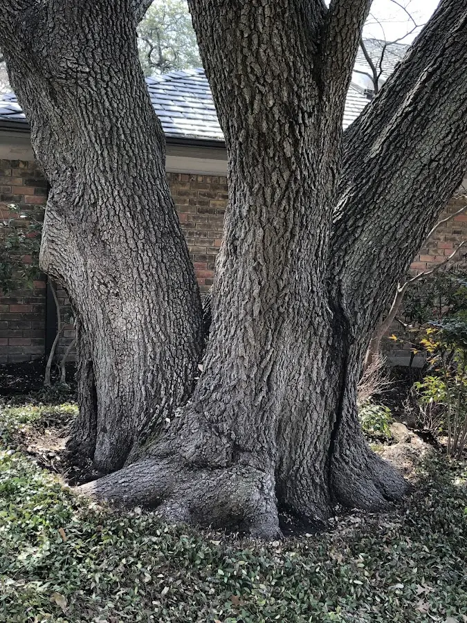 Mature heritage tree close to a Centerville property cared for by certified arborists